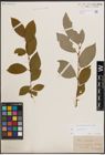 Foto von Salix caprea L.